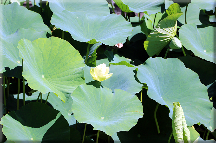 foto Giardini Trauttmansdorff - Giardini acquatici